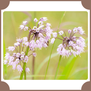 Nodding Onion | Flowers That Start with N