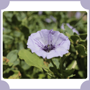 Nolana | Flowers That Start with N