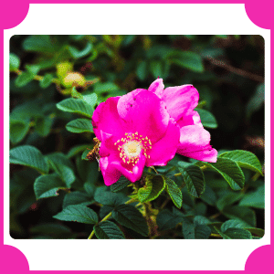 Nootka Rose | Flowers That Start with N