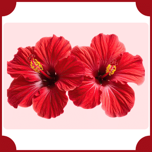 Norfolk Island Hibiscus
