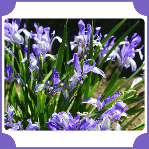 Northern Blue Flag
