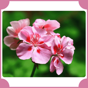Nutmeg Geranium