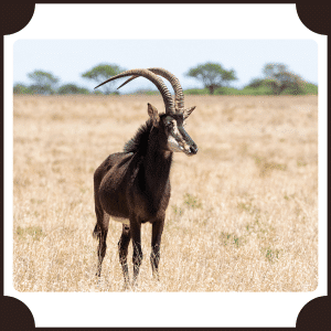 Sable