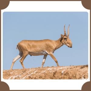 Saiga Antelope | Animals That start with S