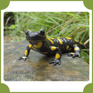 Salamander
