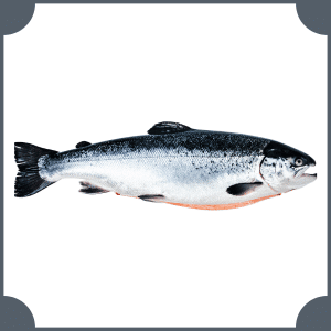 Salmon | Animals That start with S