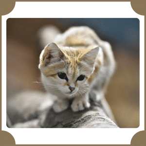 Sand Cat | Animals That start with S