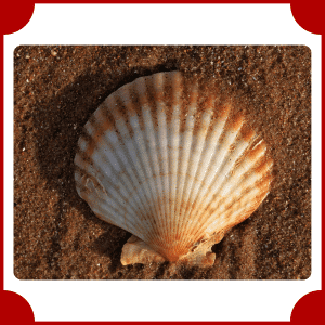 Scallop