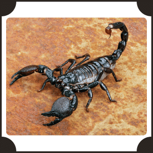 Scorpion | Animals That start with S