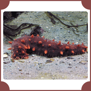 Sea Cucumber