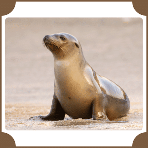 Sea Lion | Animals That start with S