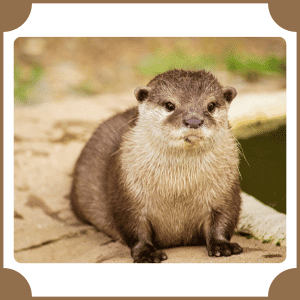 Sea Otter