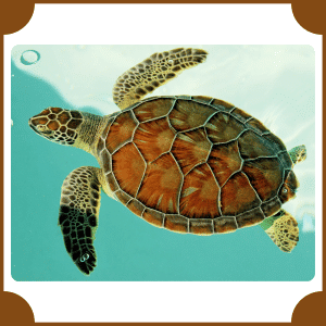 Sea Turtle