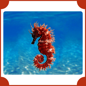 Seahorse | Animals That start with S
