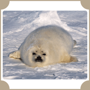 Seal | Animals That start with S
