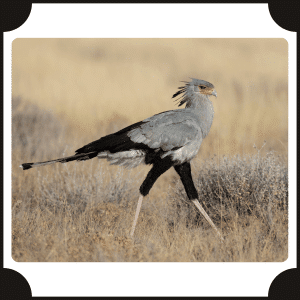 Secretary Bird