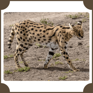 Serval