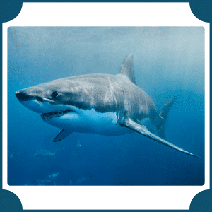 Shark | Animals That start with S