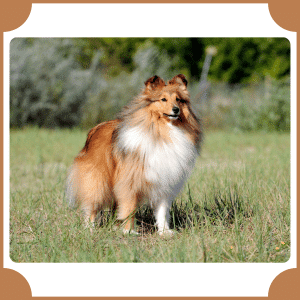 Sheepdog