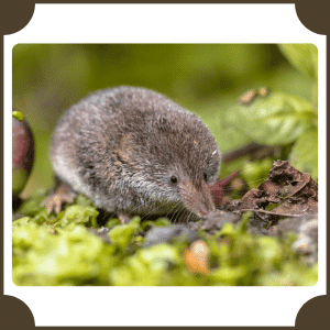 Shrew