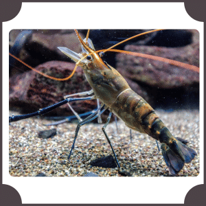 Shrimp | Animals That start with S