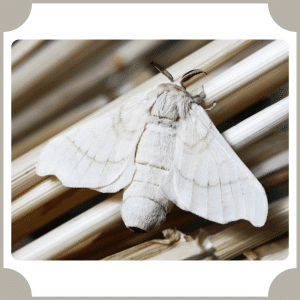 Silk Moth
