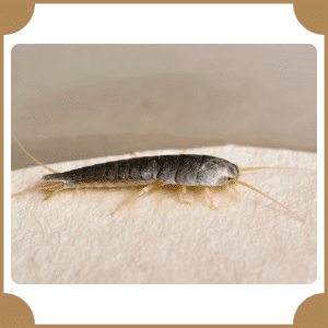 Silverfish