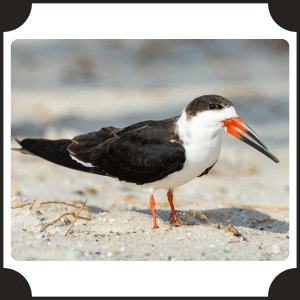 Skimmer