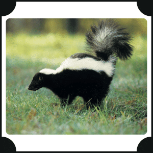 Skunk | Animals That start with S