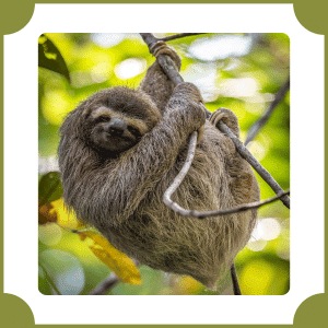 Sloth | Animals That start with S