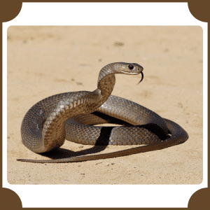 Snake | Animals That start with S