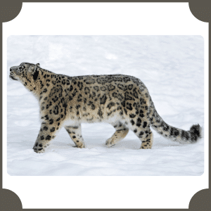 Snow Leopard | Animals That start with S