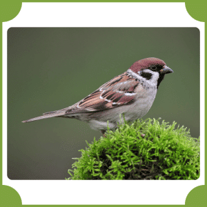 Sparrow | Animals That start with S