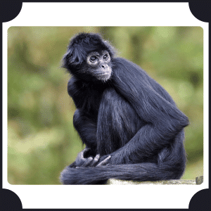 Spider Monkey | Animals That start with S