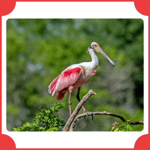 Spoonbill