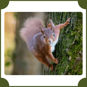 Squirrel | Animals That start with S