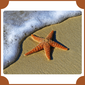 Starfish | Animals That start with S