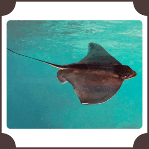 Stingray | Animals That start with S