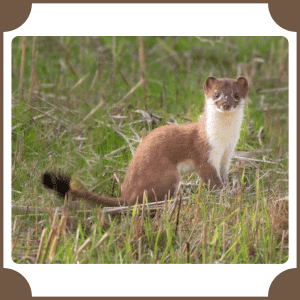 Stoat | Animals That start with S