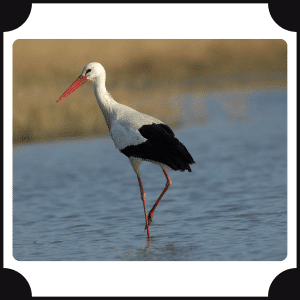 Stork | Animals That start with S