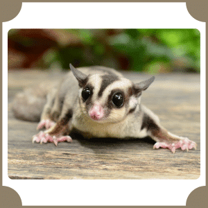 Sugar Glider