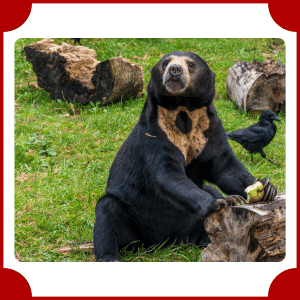 Sun Bear | Animals That start with S
