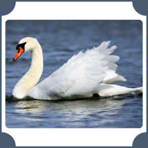 Swan | Animals That start with S