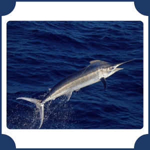 Swordfish | Animals That start with S