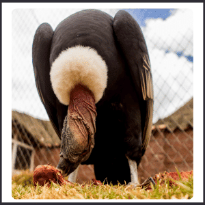 What Does the Andean Condor Eat