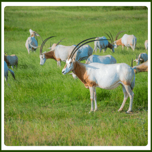 What Does the Arabian Oryx Eat