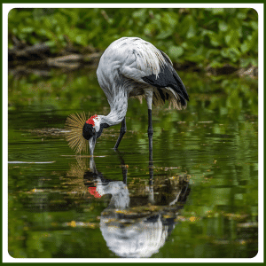What Does the Black Crowned Crane Eat