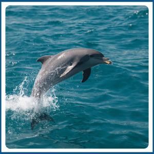 What Does the Dolphin Eat