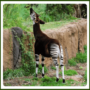 What Does the Okapi Eat
