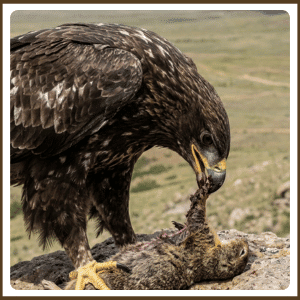 What Does the Steppe Eagle Eat